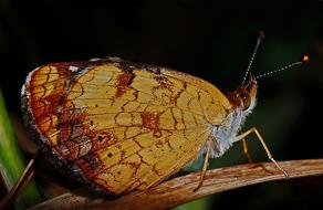 macro photo of a brown summer butterfly