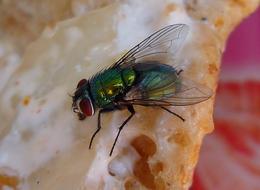 black Fly Insects