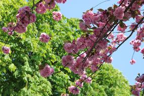 Flower Plant Garden pink