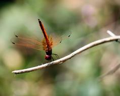 ravishing red Dragonfly