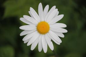 excellent Daisy Flowers