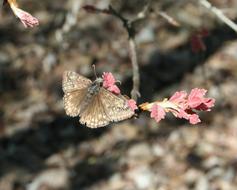 Moth Insect and pink flowers