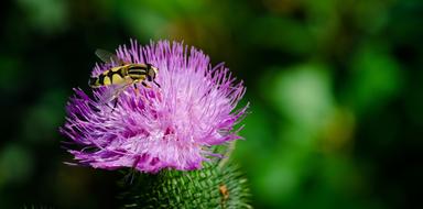 black and yellow insect on purple thistle bud