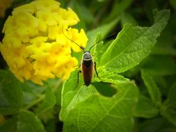 Insect Bug yellow Flower