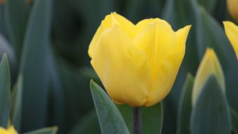 Nature cute yellow t Flower
