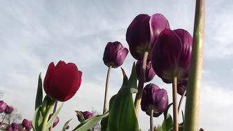 excellent deep purple Tulips