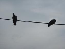 two pigeons are sitting on telephone wires