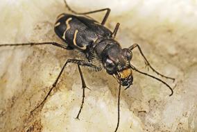 tiger beetle, close-up