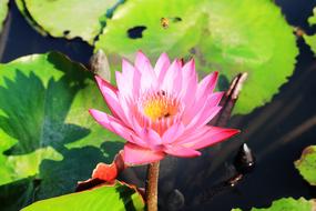 Lotus Flowers in Thailand