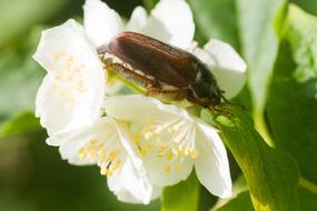 large insect on the spring flower