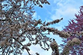 Tree Flowers at Current Season