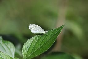 Close-up of the colorful butterfly on the beautiful, green leaf at blurred background