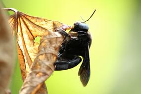 Close-up of the insect on the dry, golden leaf, at colorful blurred background