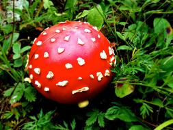 Shiny, red and white toad stool mushroom, among the green plants in the forest