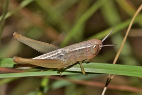 Grasshopper on a blade of grass on a blurred background