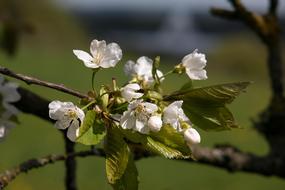 cherry branch on a blurred background