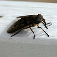 macro photo of a fly on a white window sill