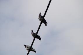 Cute and beautiful pigeons on the power line, under the sky with clouds