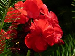 Close-up of the beautiful, blossoming, red geranium flowers, with the green leaves, in the garden