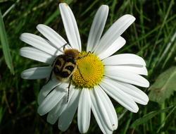 Daisy and Beetle Bug