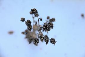 Close-up of the beautiful wildflowers, among the white snow in winter