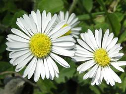 white daisies in the garden on a blurred background