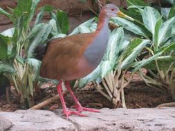 Giant Wood Rail Animal