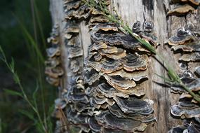 Colorful turkey tail mushrooms on the tree, among the plants