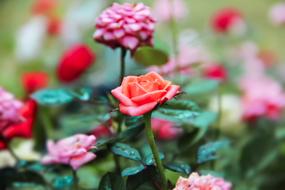 bright Rose Flowers in garden, shallow depth of field