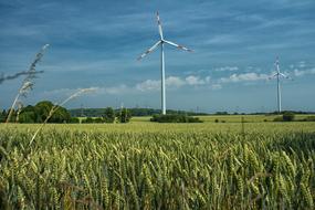 Grain Pinwheel and green Cereals
