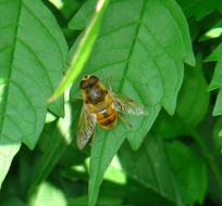 Close-up of the colorful bee, on the green leaf of a plant, in shadow and light