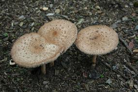 toadstool cluster
