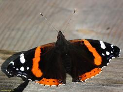 Butterfly Admiral Wing orange black