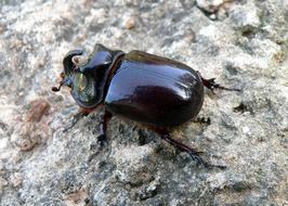 rhinoceros beetle sitting on a stone