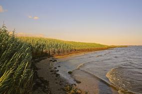 Beautiful landscape of the sandy beach with green plants, at colorful sunset