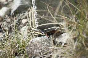 Close-up of the garter snake, on the rocks, among the colorful grass