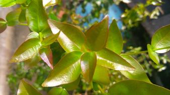 closeup photo of green Leaves Nature