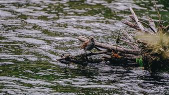 bird near Lake Water Current