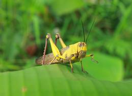 yellow grasshopper on green leaf close up on blurred background