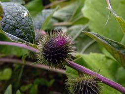 Thistle Weed Flower on a blurred background