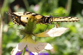 closeup photo of Butterfly Insect in Nature