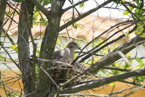 Pigeon Bird on Tree