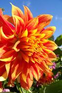 Orange Dahlia Giant Flower