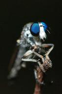 insect with big blue eyes close up on blurred background