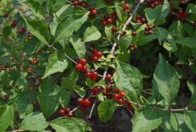 berry bush with red fruits close up