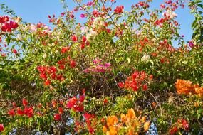 colorful flowers on a bush on a sunny day