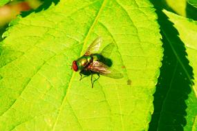 Close-up of the glossy, green fly, on the green and yellow leaf of the plant, in light