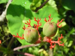 Beautiful green and red plant with fruits