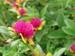 Beautiful, pink, purple and yellow flowers with green leaves