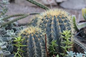 spikes green Cactus Plants